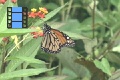 Scene 92_Mornarch_hssflight light_Danaus plexippus megalippe taking off milkweed flower